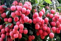 টকটকে লাল লিচুর কাহিনী জানলে চমকে উঠবেন! 