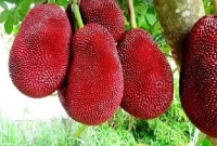 আঠাবিহীন রঙ্গিন লাল কাঁঠাল, চাষ করবেন যেভাবে