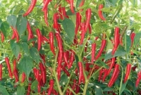 মরিচের বাম্পার ফলন ঠাকুরগাঁওয়ে, খুশিতে উচ্ছ্বসিত কৃষকেরা!