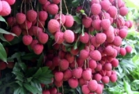 নাটোরের বাগাতিপাড়ায় বোম্বে লিচুর স্মরণকালের সেরা ফলন, ১২ কোটি টাকা বিক্রির আশা