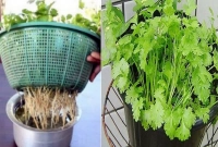 ধনেপাতায় সারে জ্বর, হাইপার টেনশন, অ্যাজমা সহ আরও যত রোগ