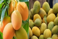 রাজশাহীর ক্ষিরসাপাত আম রপ্তানী হচ্ছে ইংল্যান্ড ও হংকংয়ে