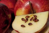 আপেল খাওয়ার সময় বীজ খেয়ে ফেলেন! যে ভয়ঙ্কর বিপদ!