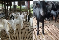 লাভ বেশি কিন্তু খরচ কম! সুবিধা অনেক মাচা পদ্ধতিতে ছাগল পালনে!