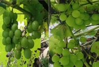 বসত ঘরের পাশে থোকায় থোকায় আঙুর ফল! পরীক্ষামূলক চাষে সফল মোশাররফ!