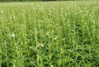 লাভজনক হয়ে উঠছে তিল চাষ, আগ্রহ বাড়ছে কৃষকদের