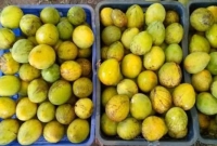 বিশ্বজুড়ে আঁশবিহীন সুস্বাদু হাড়িভাঙা আমের চাহিদা বাড়ছে