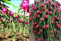 পঞ্চগড়ে কমলা, স্ট্রবেরি ও চা চাষের সাফল্যের পর নতুন মাত্রায় যুক্ত হয়েছে ড্রাগন, বেশ লাভজনক 