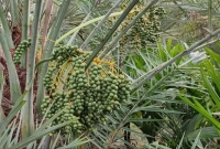 গাইবান্ধার গাছে থোকায় থোকায় ঝুলছে সৌদির খেজুর