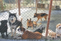 অস্ট্রেলিয়া থেকে গ্রামে ফিরে কুকুরের খামার গড়ে বছরে আয় ১৮ লাখ