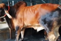 অসুস্থ গরুর সকাল-সন্ধ্যায় চেকআপের জন্য সাত চিকিৎসক!