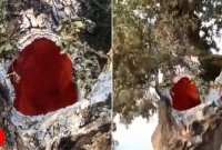 জানুন, গাছের ভিতর দাউ দাউ করে আগুন জ্বলার আসল রহস্য!