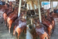 সাতক্ষীরায় ফ্রিজিয়ান গরু পালনে স্বাবলম্বী হচ্ছেন বেকার যুবকরা