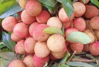 স্মরণকালের সেরা দামে বিক্রি হচ্ছে লিচু