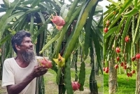 চীনা পদ্ধতিতে ড্রাগন চাষ, মাসুদের সফলতা দেখে অনেকেই আগ্রহী হচ্ছেন!