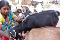 ১টি ছাগল দিয়ে শুরু, আজ খামারের মালিক পারুল!