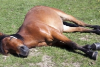 পিঠে চড়তে চাইলেই শুয়ে পড়ে ঘুমের ভান করে ঘোড়াটি!