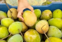 হাঁড়িভাঙা আমচাষিদের মুখে হাসির ঝিলিক হাঁড়িভাঙা আমচাষিদের মুখে হাসির ঝিলিক
