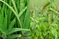 যে সাত গাছ ঘরে থাকলে পূরণ হবে অক্সিজেনের অভাব!