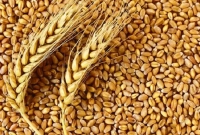 ভারত থেকে কেনা গম ও আটা-ময়দা উপর রফতানি নিষেধাজ্ঞা জারি করল সংযুক্ত আরব আমিরাত