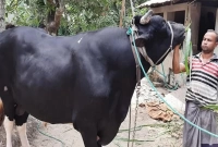 'সম্রাট'কে কোরবানির হাটে নিতে বের করতে হয়েছে গোয়ালঘরের দেওয়াল কেটে!
