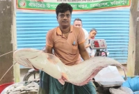 পদ্মায় ধরা পড়লো ১৩ কেজির বোয়াল মাছ, বিক্রি হলো চমকপ্রদ দামে পদ্মায় ধরা পড়লো ১৩ কেজির বোয়াল মাছ, বিক্রি হলো চমকপ্রদ দামে
