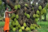 থরেথরে কাঁঠাল, গাছটির বয়স ২০০ বছর!