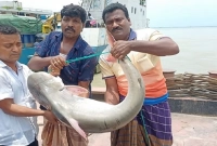 পদ্মার এক পাঙাশ মাছ বিক্রি হলো ২৯ হাজার টাকা