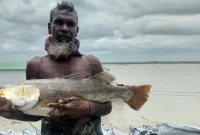 কপোতাক্ষ নদীতে পাওয়া গেল ৮ কেজি ওজনের কুরাল মাছ