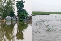 গাইবান্ধায় বন্যার পানিতে তলিয়ে গেছে শত শত বিঘা জমির ফসল