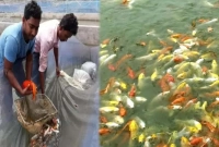 রঙিন মাছ চাষের ব্যবসায় নতুন দিশা দেখাচ্ছেন দুই যুবক