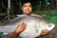 কাতল মাছটি ৩০ কেজির, ডাঙায় তুলতে এক ঘণ্টা লেগেছে