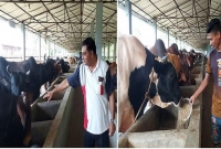 আজ বৃহত্তর নোয়াখালীর তিন জেলার মধ্যে শাহিনের গরুর খামারটি সবচেয়ে বড়