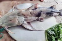 জালে উঠলো ৪৭ কেজির মাছ, বিক্রি ৫৬ হাজার টাকা