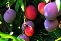 বিশ্বের সবচেয়ে দামি আম, প্রতি কেজির দাম ২ লক্ষ ৭০ হাজার টাকা!