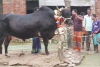 গরু কিনলে পালসার মোটরসাইকেল ফ্রি!