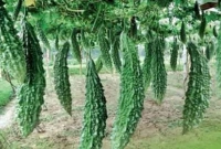 রোজ করলা খান? তাহলে সুখবর!