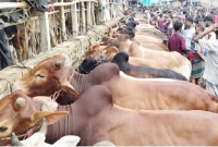 যতদিন করা যাবে কোরবানি