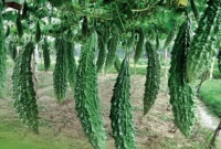 যা জানলে প্রতিদিন করলা খাবেন আপনি