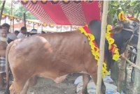 নিজের লালন-পালন করা গরুটির নাম রেখেছেন ‘জায়েদ খান’