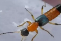  অ্যাসিড পোকা দার্জিলিং ও কার্শিয়ংয়ে ছড়িয়ে পড়েছে, আতঙ্ক!