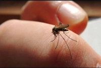 মশা কিছু মানুষকে বেশি কামড়ায়! কেন এমন হয় জানেন?