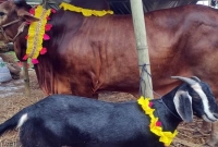 আকিকা ও কোরবানি কী একসঙ্গে দেওয়া যাবে?