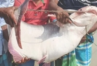 ৬১ হাজার টাকায় বিক্রি হলো ৪৭ কেজি ওজনের পাঙাশ