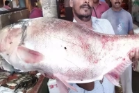 'এত বড় সিলভার কার্প মাছ আগে কখনও দেখিনি'
