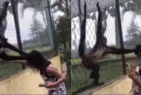 বানরকে উত্ত্যক্ত অতঃপর তরুণীর সঙ্গে যা করল বানরটি!