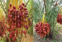 খুরমা খেজুর  ও চারা উৎপাদন করে সফল সোলায়মান