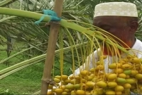 নাটোরে চাষ হচ্ছে সৌদির বিখ্যাত ‘আজওয়া’ খেজুর
