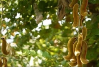 এই গাছ দেখলেই এলাকা ছেড়ে পালায় বানর