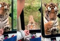 বাসের জানালা খুলে বাঘকে এক টুকরো মাংস দেখালেন চালক, অতঃপর...